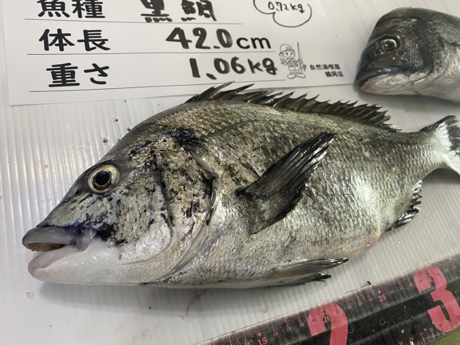 黒鯛